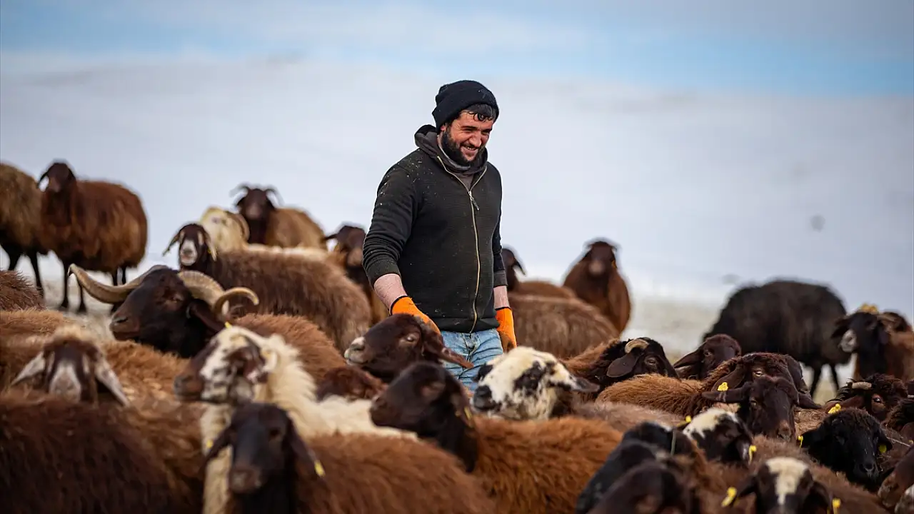 Erzurum’da Kış Şartları Zorlu, Besiciler Mücadele Ediyor