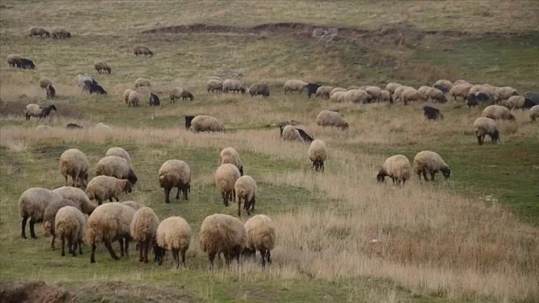 Küçükbaş Hayvancılığa Büyük Destek: 150 Bin Hayvan Dağıtılacak