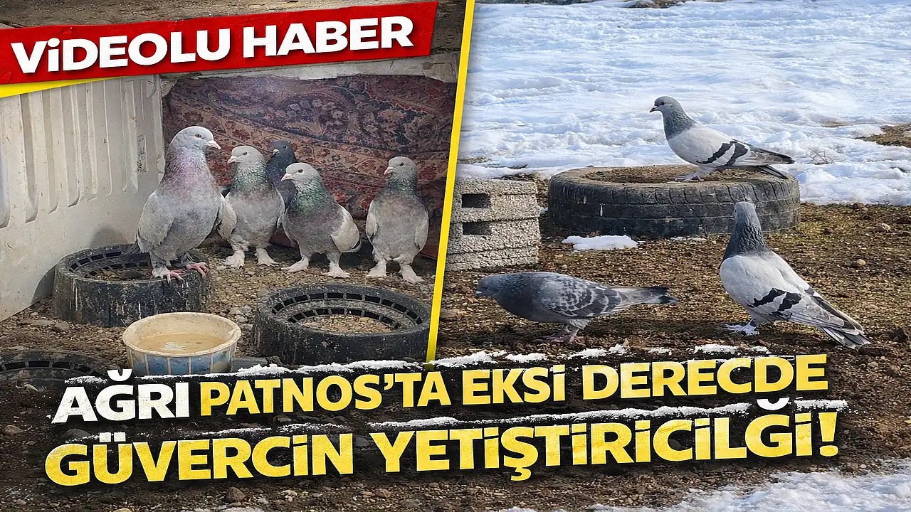 Patnos’ta Soğuk Havalara Rağmen Güvercin Tutkusu Devam Ediyor