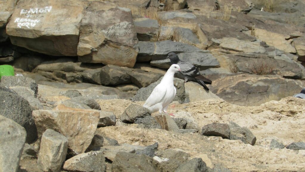 Suudi Arabistan’ın Ekonomik Hamleleri Cebimizi Nasıl Etkileyecek?