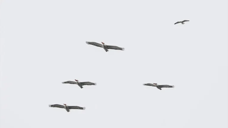 Iğdır’da Tepeli Pelikan Görüntülendi: Gökyüzünün Devi