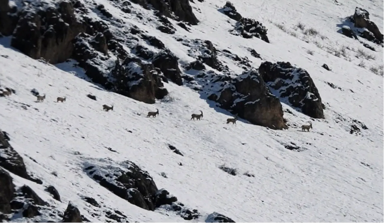 Munzur Dağları’nda Yaban Keçileri: Doğanın Zorlu Mücadelesi