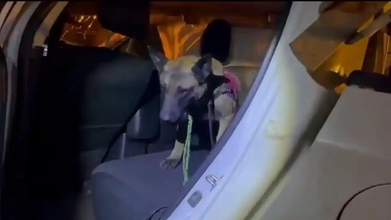 Ağrı’da Uyuşturucu Operasyonu: 10 Kilo Ele Geçirildi