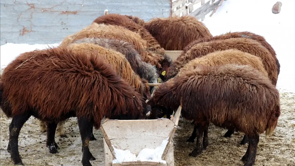 Ağrı’da Küçükbaş Yetiştiricilere Hibe Desteği Başladı