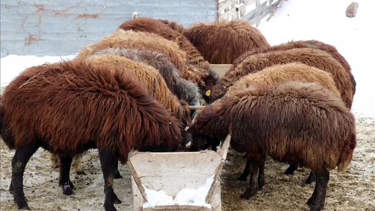 Ağrı’da Küçükbaş Yetiştiricilere Hibe Desteği Başladı