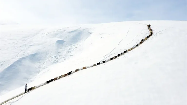 Ağrı’da Küçükbaş Hayvanlar Kış Koşullarında Hayatta Kalma Mücadelesi Veriyor