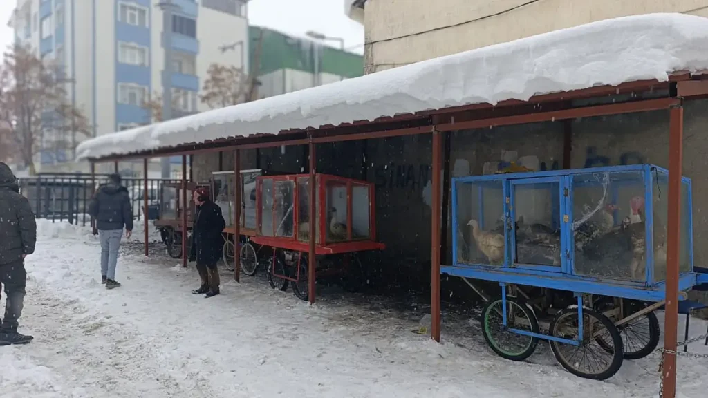 Ağrı’da Kümes Hayvanları İçin Modern Satış Alanı Kuruldu