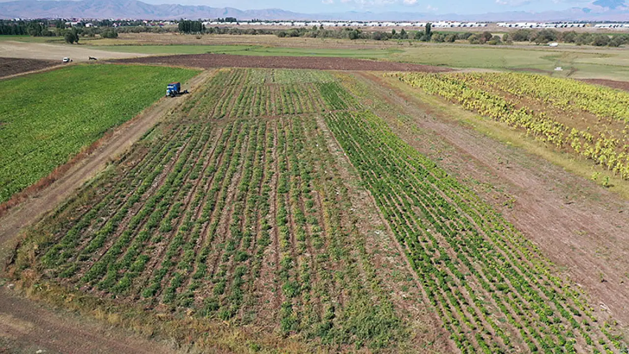 Ağrı’da Yüzde 75 Hibeli Sebze Yetiştiriciliği Projesi Başlıyor