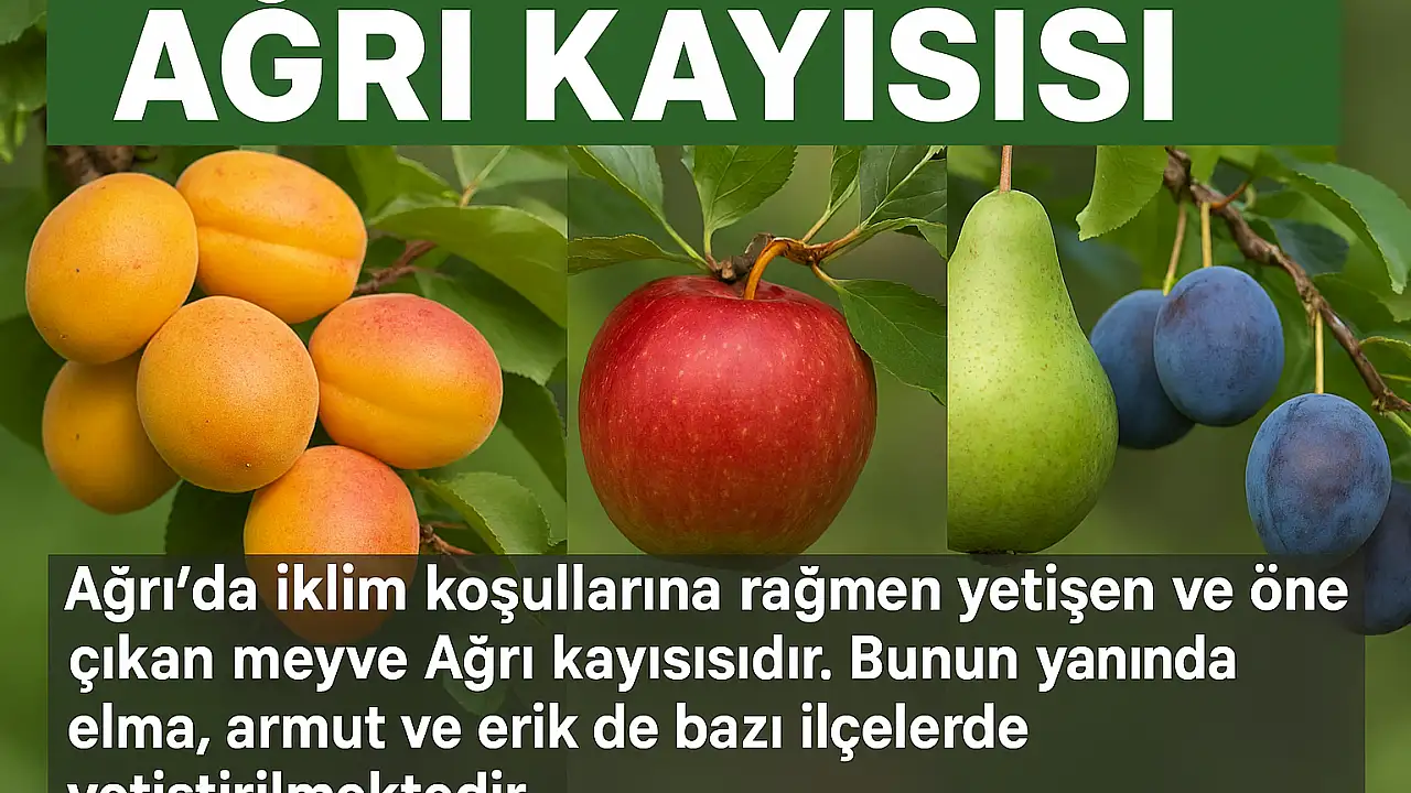 Ağrı’nın En Tanınmış Meyvesi Nedir? İşte Cevabı