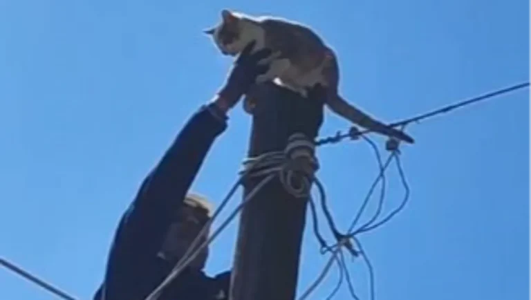 Köpeklerden Kaçan Kedi Elektrik Direğinden Kurtarıldı