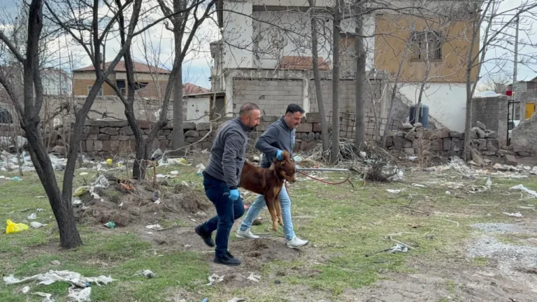 Kayseri’de 3 Yaşındaki Çocuğa Köpek Saldırdı: Olayın Detayları