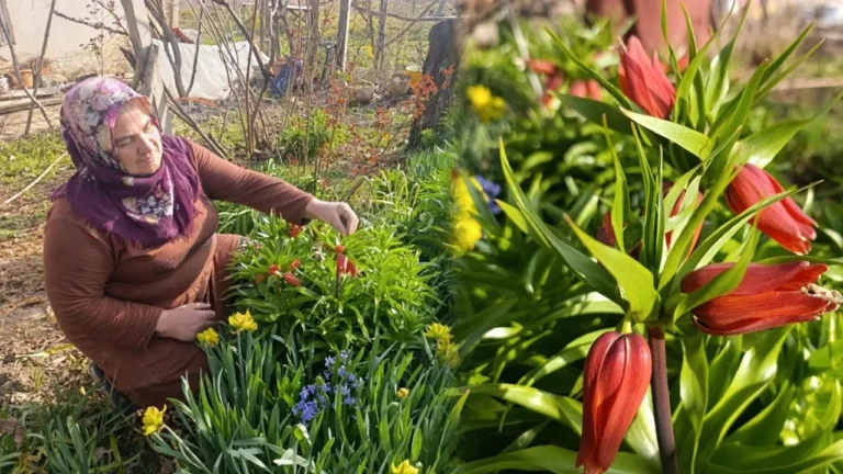 Ağlayan Gelin Ters Lalesi ile Bahçeleri Süsleyen Köy