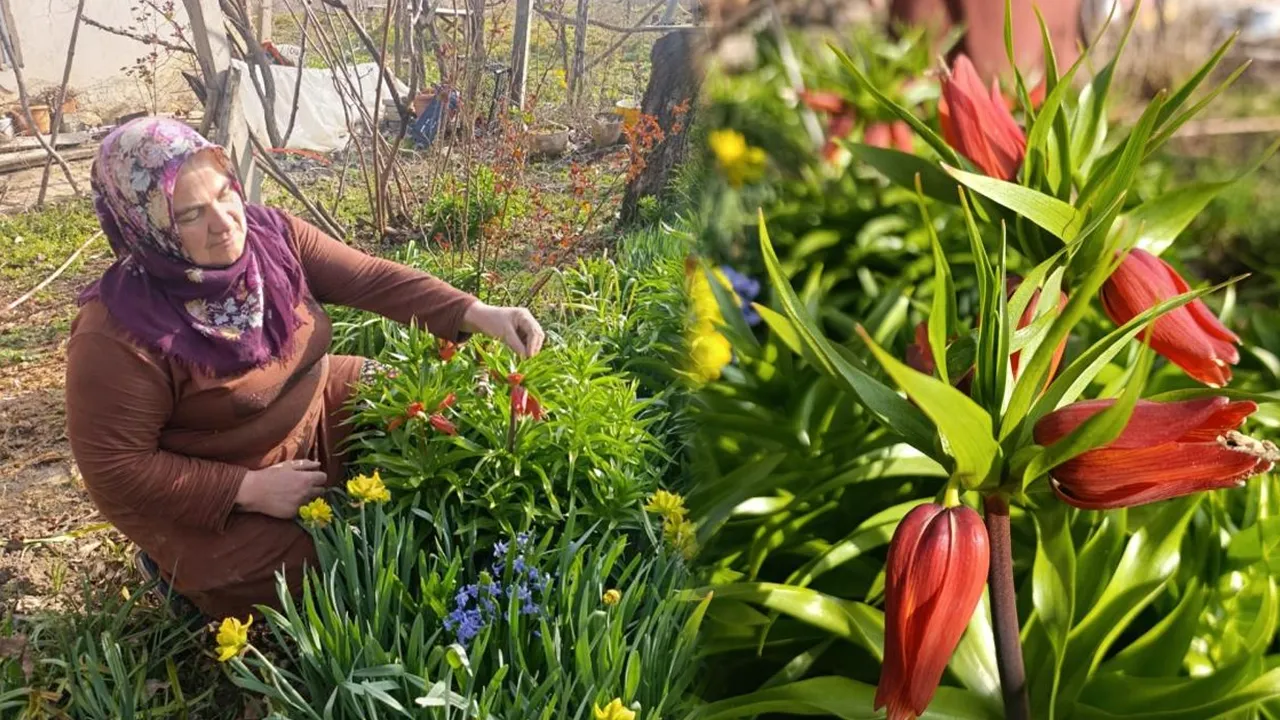 Ağlayan Gelin Ters Lalesi ile Bahçeleri Süsleyen Köy