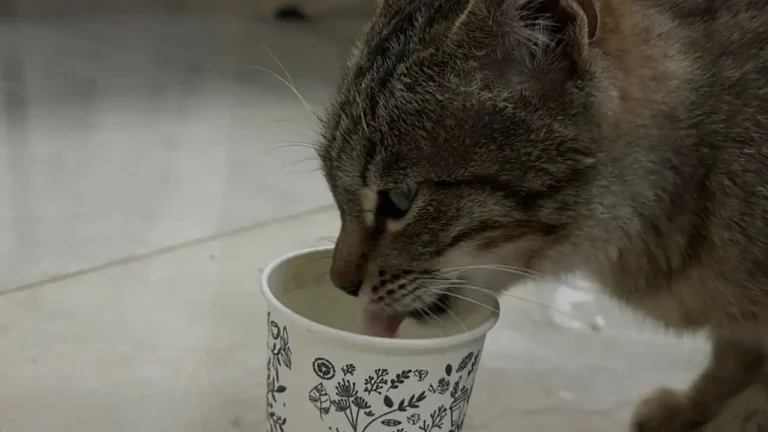 Hamile Kedi Doğubayazıt Belediyesi’nde Koruma Altına Alındı