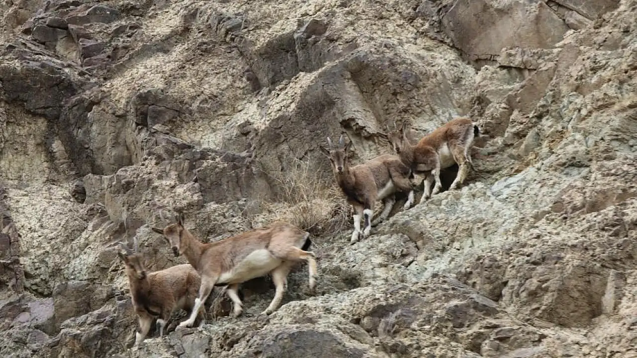 Erzurum’da Yaralı Yaban Keçisi Kaçak Avcılardan Kurtarıldı