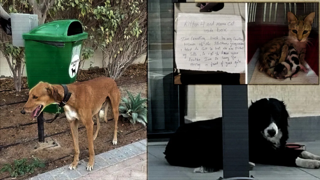 Dubai’de Kriz: Evcil Hayvanlar Terk Edildi