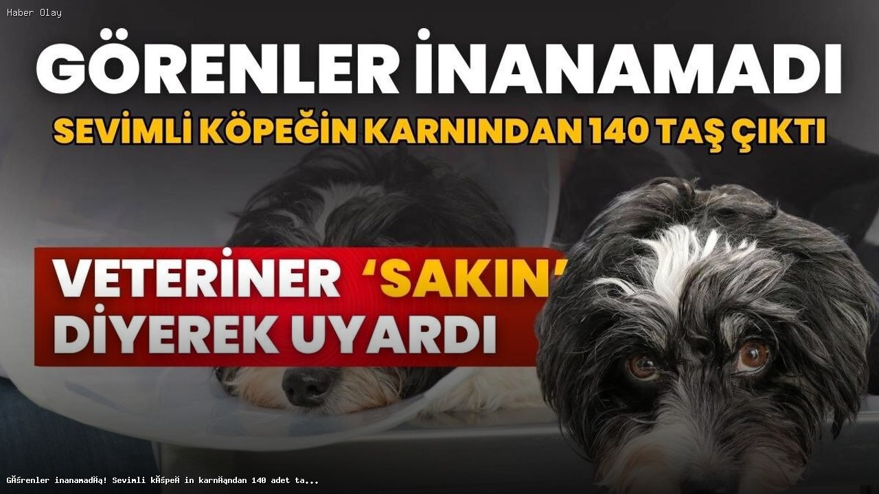 Tarçın’ın Karnından 140 Taş Çıktı! Ameliyatı Merakla Bekleniyordu