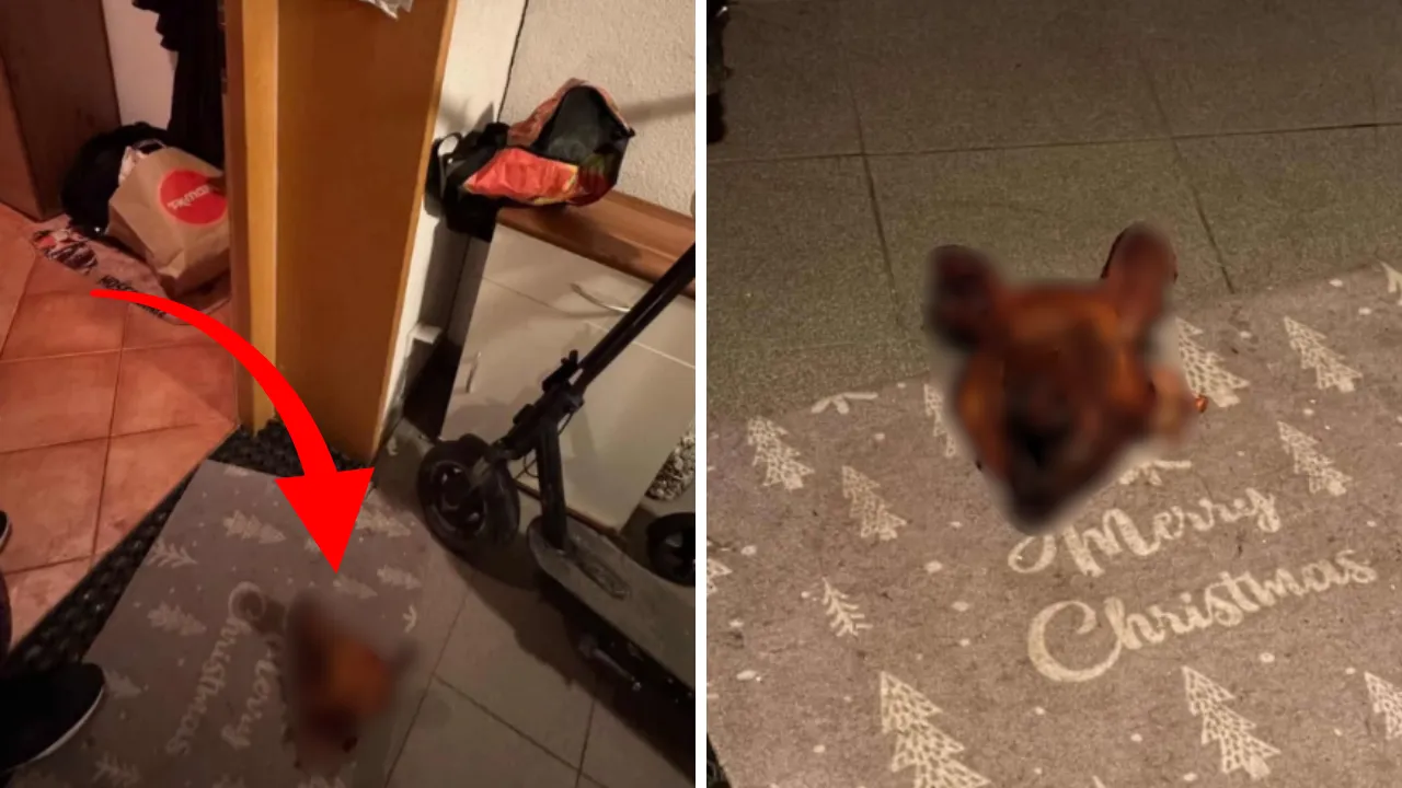 Avusturya’da Türk Aileye Irkçı Saldırı: Domuz Kafası Bırakıldı