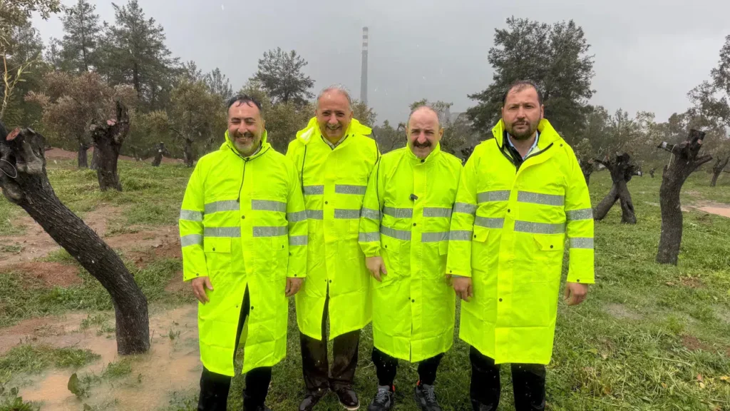Milas’ta Zeytin Ağaçları Taşındı, Ürün Vermeye Devam Edecek