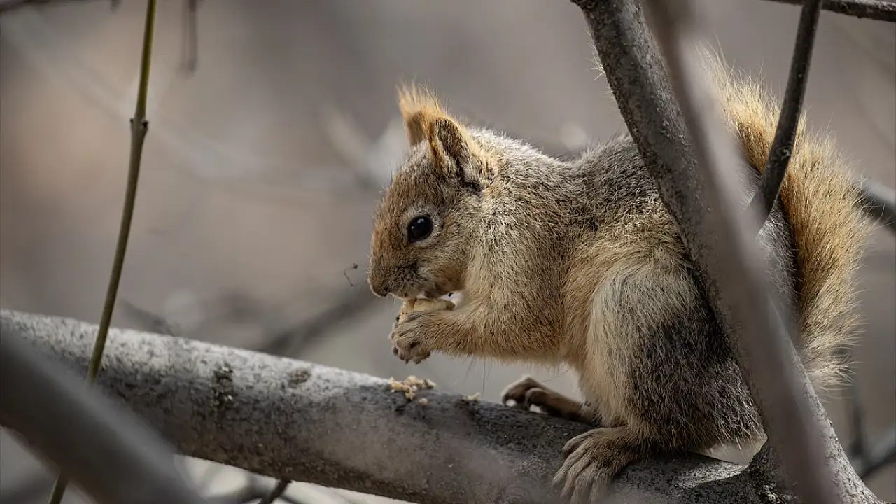Munzur Vadisi’nde Yaban Hayatı Yeniden Canlandı!