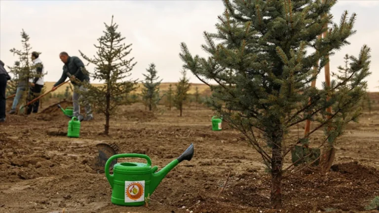 Türkiye’de Orman Varlığı Artıyor: 600 Milyon Fidan Toprakla Buluşacak