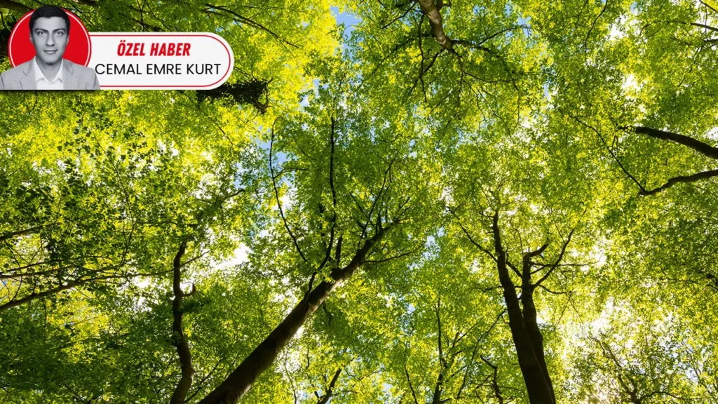 Türkiye Orman Alanları Yüzde 30’a Ulaştı
