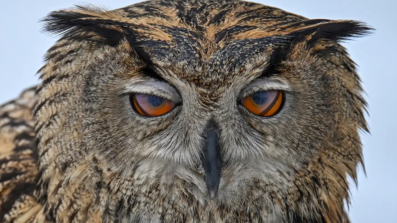 Van Gölü’nde Yırtıcı Kuşların İkinci Şansı