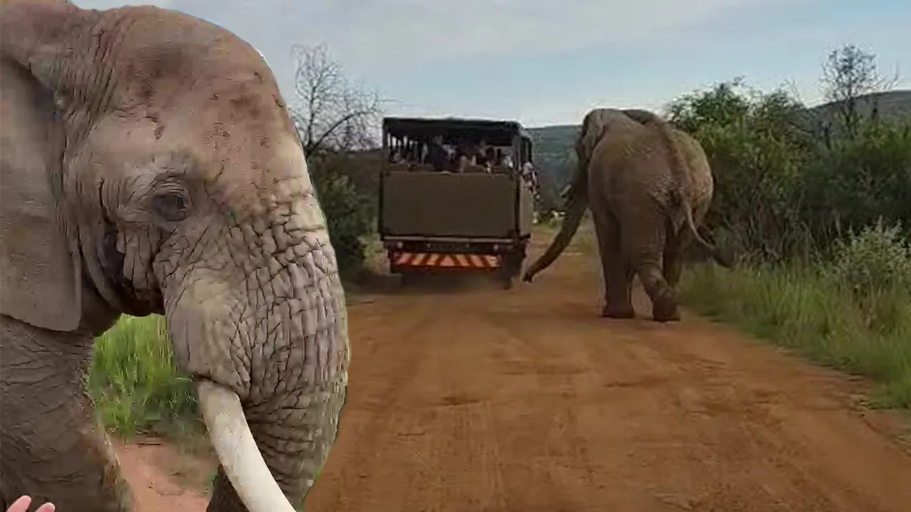 Güney Afrika’daki Safari Macerasında Fil Kovaladı!