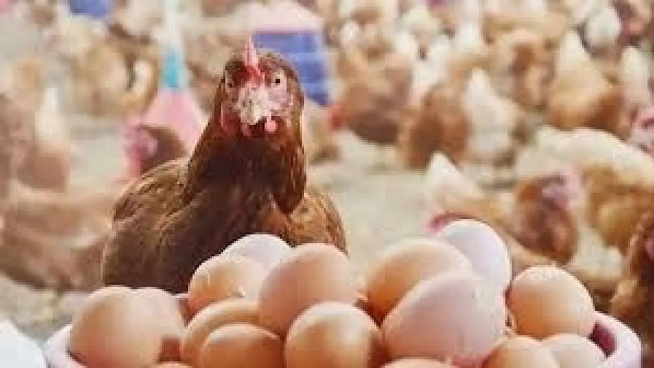 Yumurta Üretimi 2023’te Zirve Yaptı: Vatandaşa Etkisi Ne?