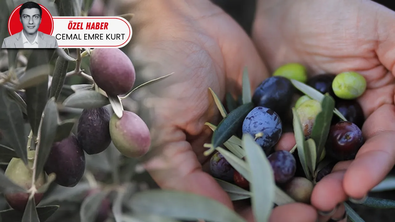 Zeytin İçin Kuraklığa Dayanıklı Yeni Çeşitler Geliyor