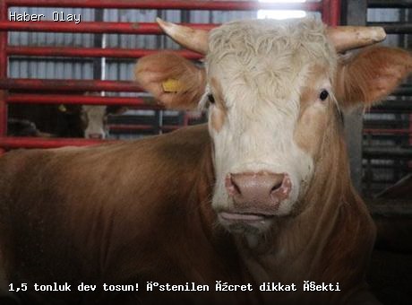 Dev Tosun Kurban Bayramı İçin Hazır: Fiyatı Dikkat Çekti