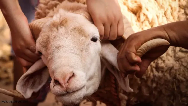 2026 Kurban Bayramı ne zaman? Tatil süresi 9 gün mü olacak?