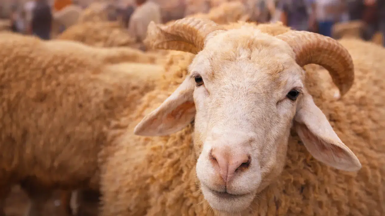 2026 Kurban Bayramı Ne Zaman? Arefe ve Tatil Detayları