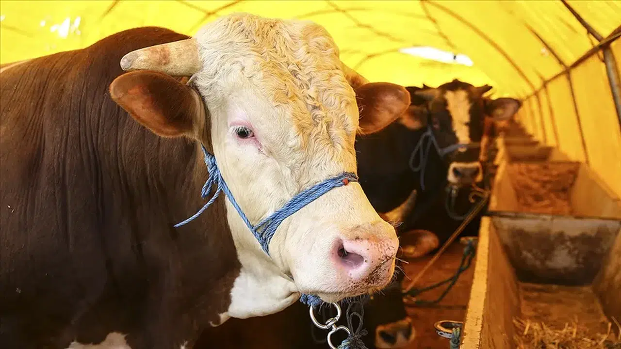 2026 Kurban Bedeli Ne Kadar? Yurt İçi ve Yurt Dışı Fiyatlar Açıklandı