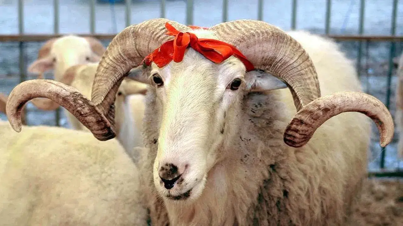 2026 Kurban Vekalet Ücretleri Nedir? Fiyatlar ve Detaylar