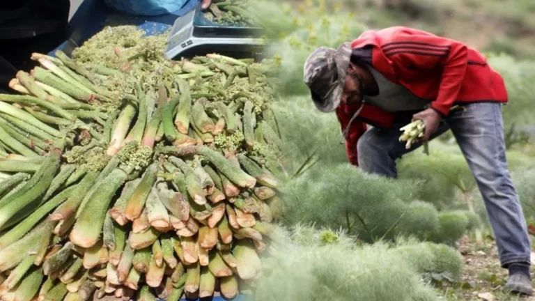 3000 Metre Rakımda Yetişen Işkın Otu Nedir?