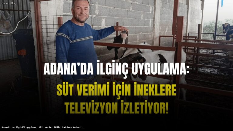 İnekler İçin Televizyon İzletmek: Süt Verimini Artırmanın Yolu Mu?