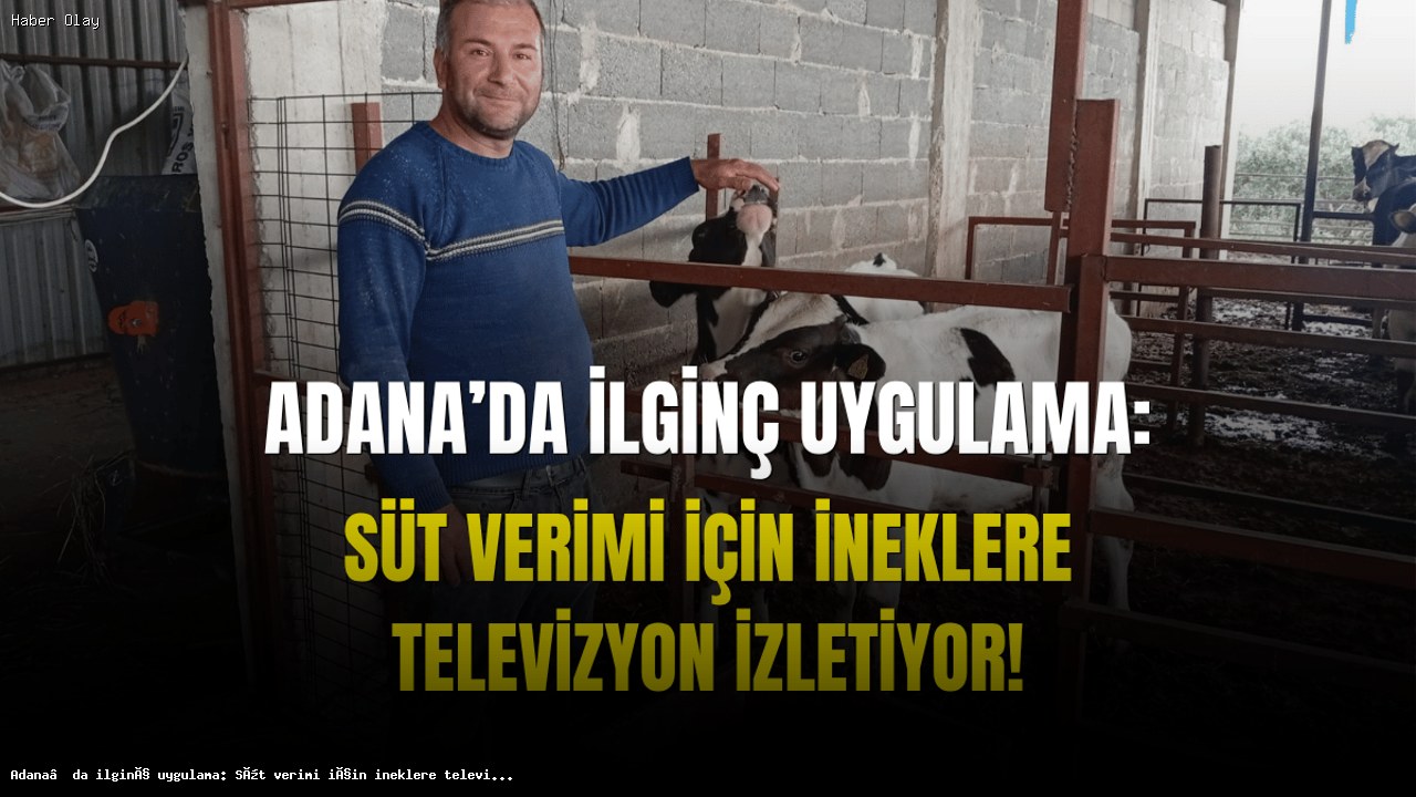 İnekler İçin Televizyon İzletmek: Süt Verimini Artırmanın Yolu Mu?