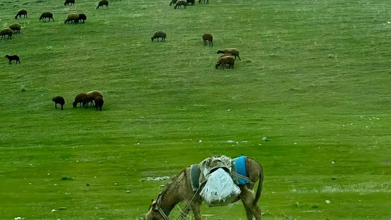 Ağrı’da Baharın Gelişiyle Hayvanlar Meralarda
