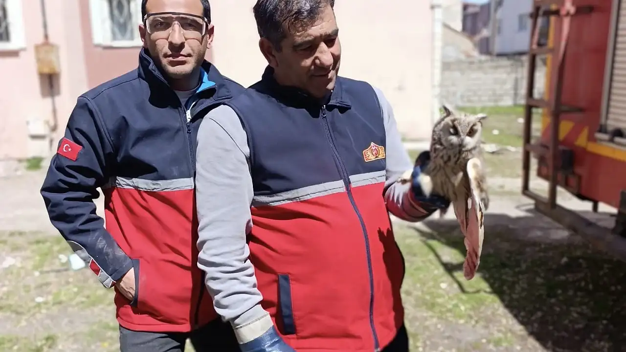 Ağrı’da Ağaçta Mahsur Kalan Baykuş Nasıl Kurtarıldı?