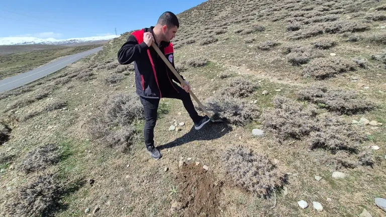 Ağrı’da Buğday Tarlalarında Süne Sürvey Çalışmaları Neden Önemli?
