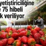 Ağrı’da Çilek Yetiştiriciliğine Hibe Desteği Başlıyor