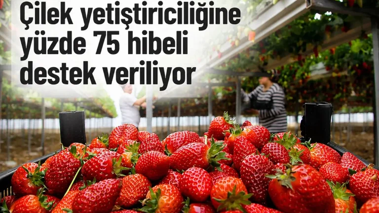 Ağrı’da Çilek Yetiştiriciliğine Hibe Desteği Başlıyor
