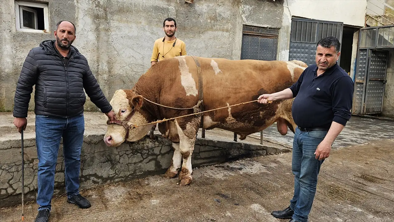 Ağrı’da 1 Ton 190 Kilo Ağırlığında Kurbanlık Boğa Satışta