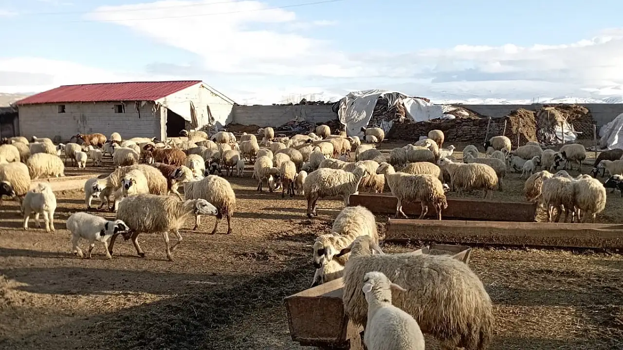 Diyadin’de Kuzular ve Anneleri Buluştu, Bahar Geldi