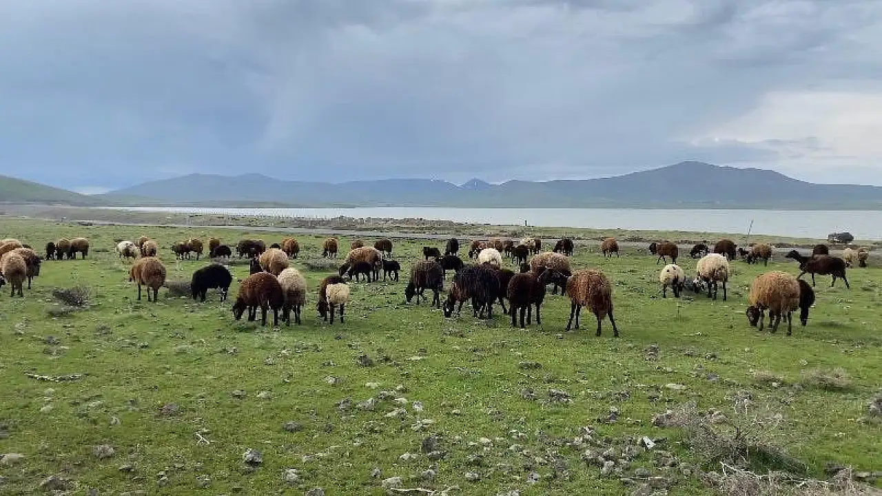 Ağrı’da Hayvanlar Meralara Dönüş Yaptı
