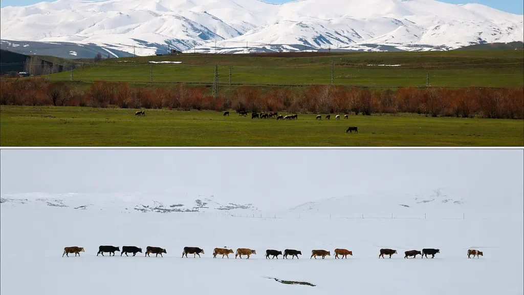 Ağrı’da Kış ve Bahar Aynı Anda Yaşanıyor: Nedenleri ve Etkileri