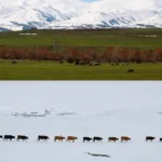 Ağrı’da Kış ve Bahar Aynı Anda Yaşanıyor: Nedenleri ve Etkileri