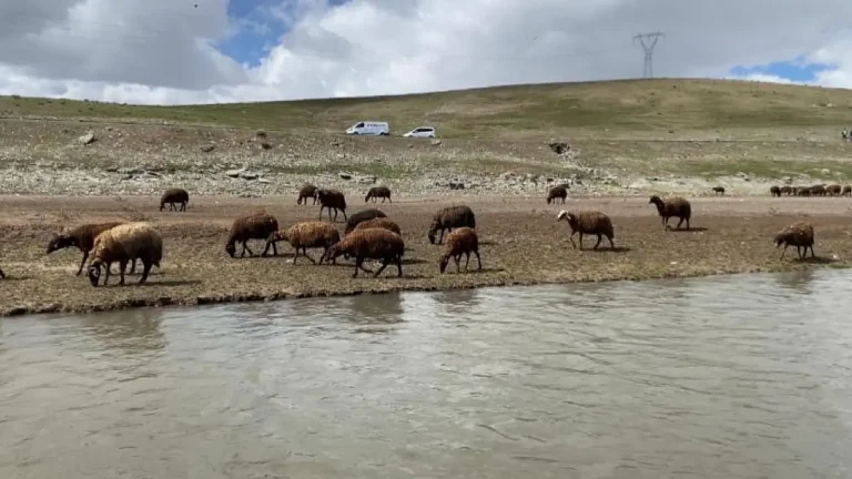 Ağrı’da Yüksek Ücrete Rağmen Çoban Bulmak Neden Zorlaşıyor?