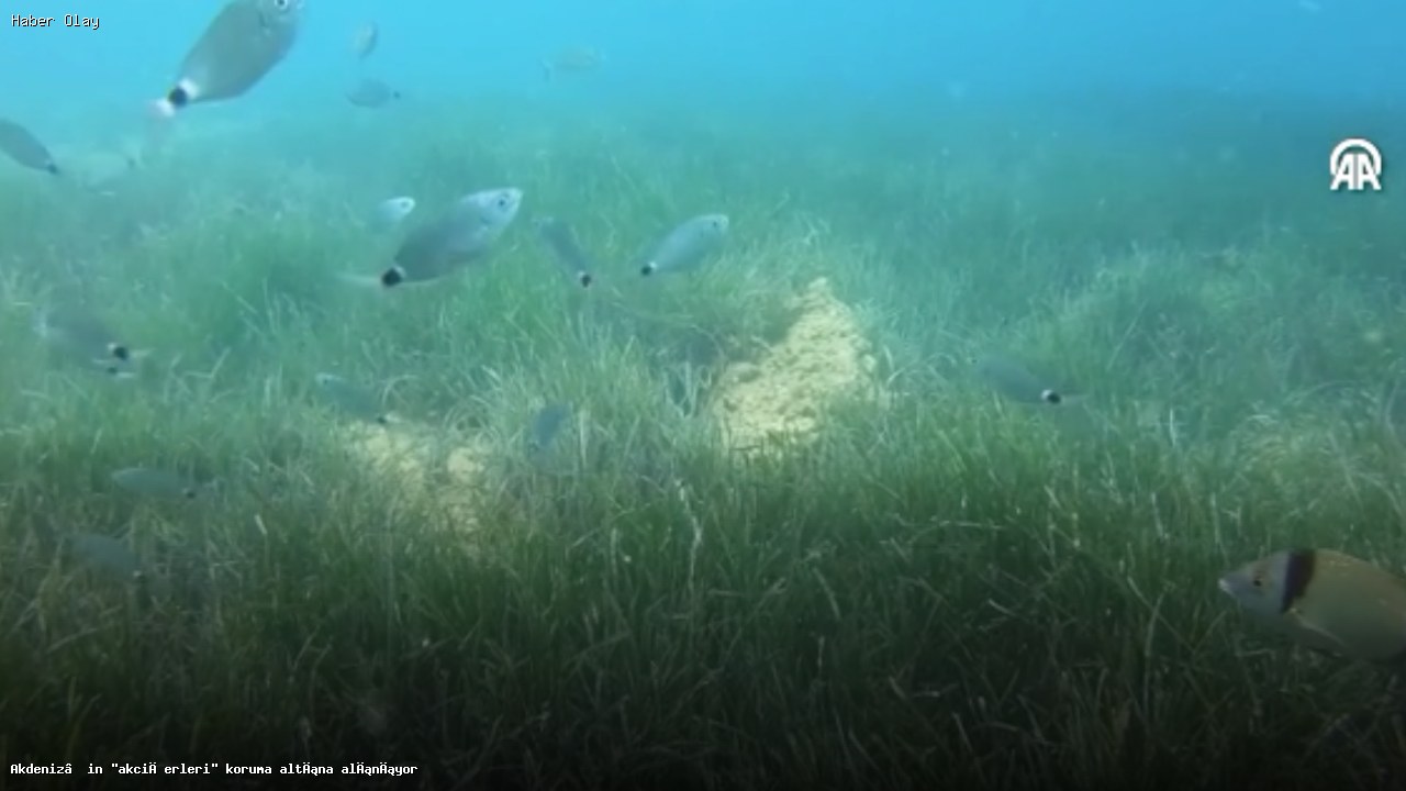 Akdeniz’in Deniz Eriştesi Çayırlarını Koruma Projesi